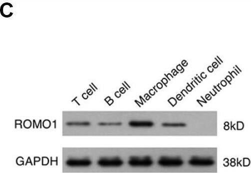 ROMO1 Antibody (OTI2C12)