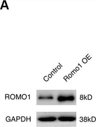 ROMO1 Antibody (OTI2C12)