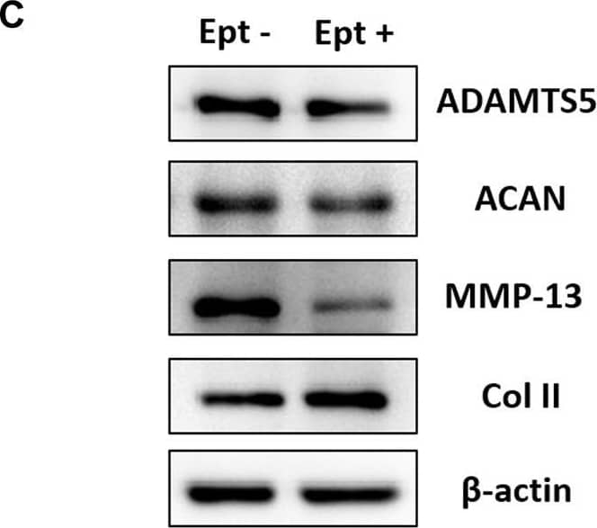 MMP-13 Antibody (OTI2D8)