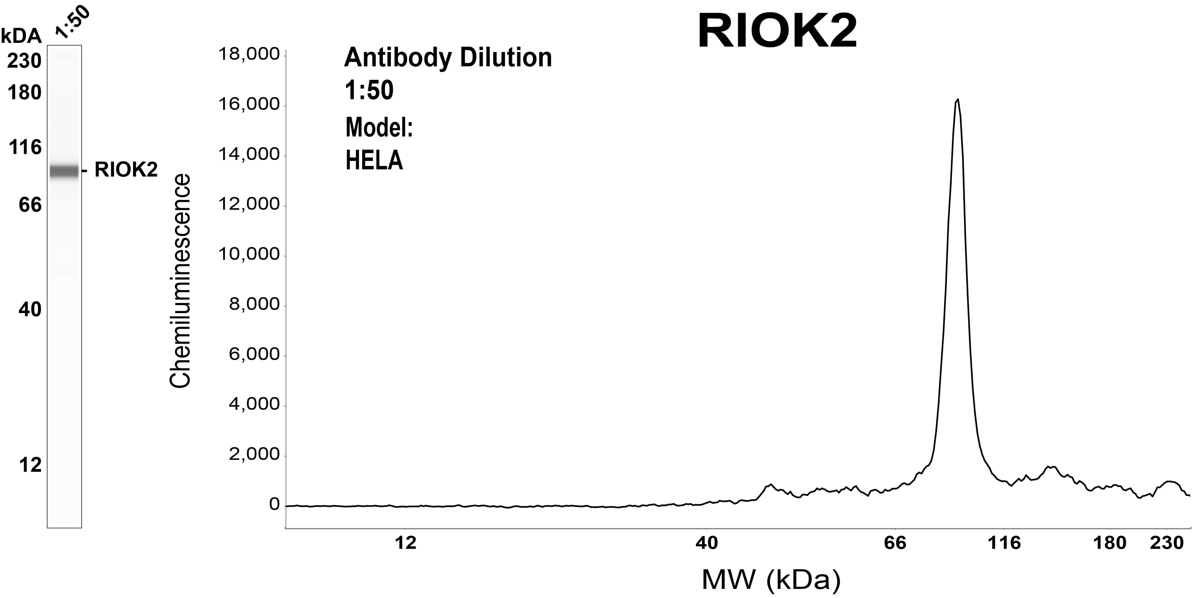 RIOK2 Antibody (OTI3E11)