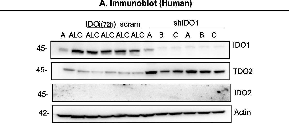 TDO2 Antibody (OTI2A4)