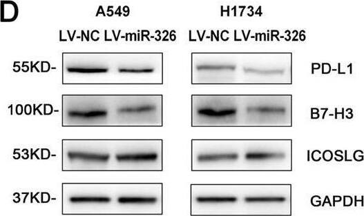 B7-H2/ICOSLG Antibody (OTI2C5)