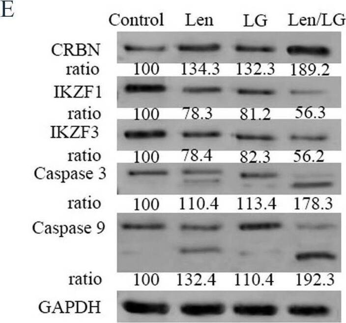 Aiolos/IKZF3 Antibody (OTI7E11)