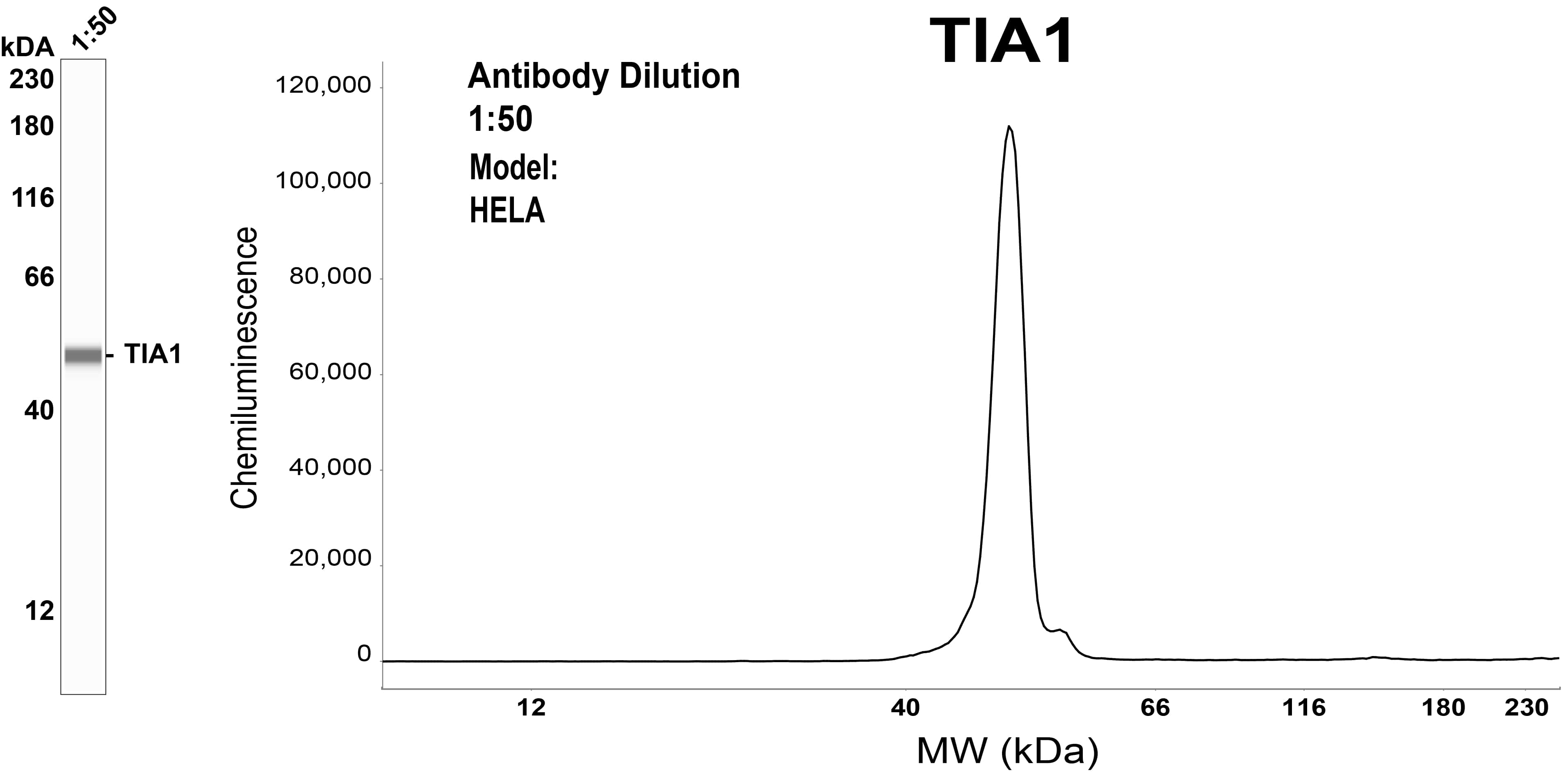 TIA1 Antibody (OTI1D7)