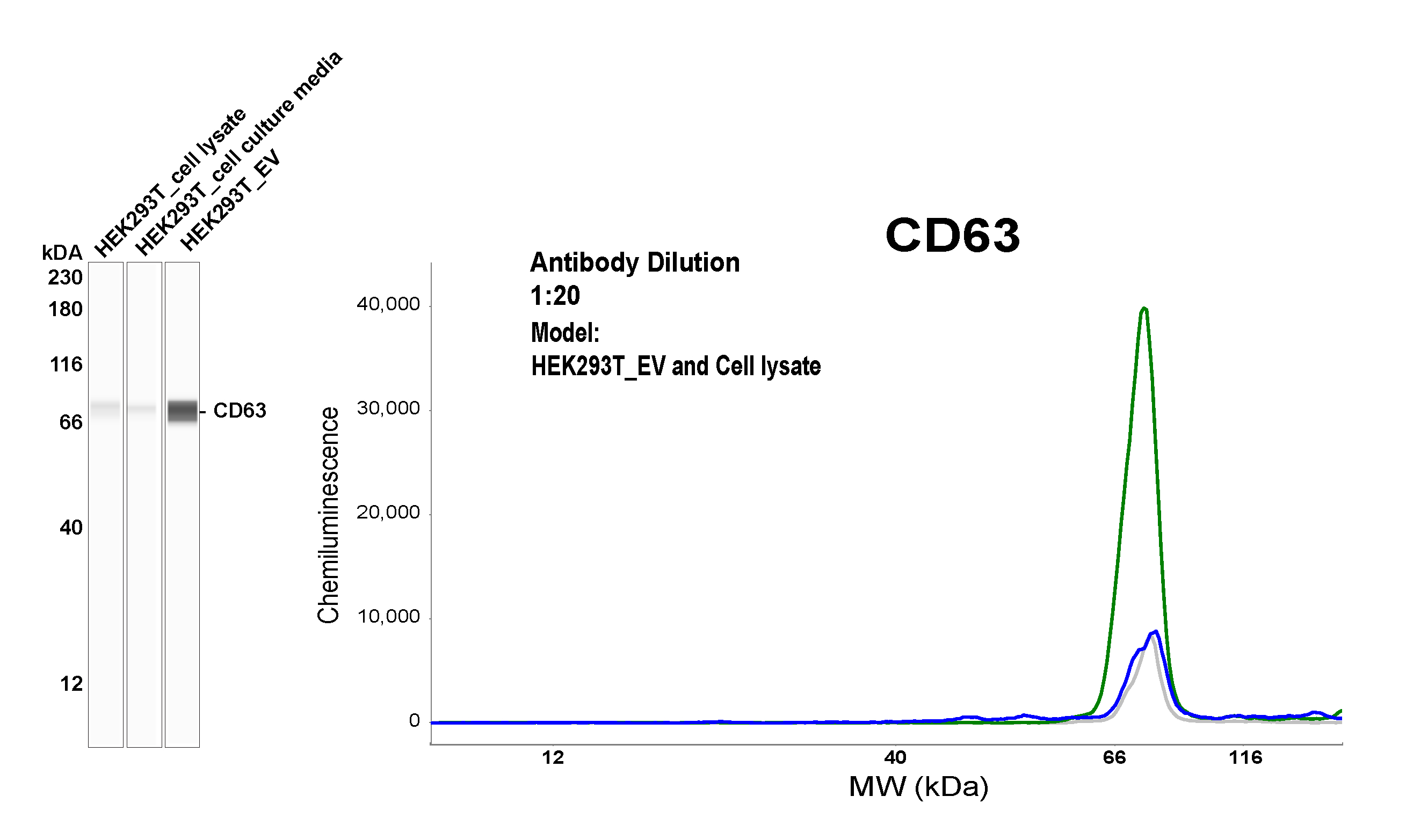 CD63 Antibody (OTI5E5)