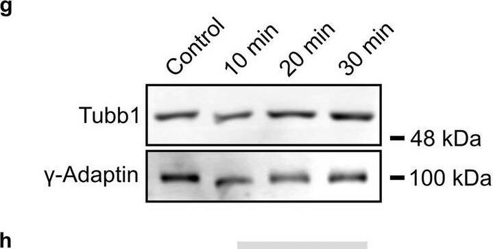 beta I Tubulin Antibody (OTI4A3)