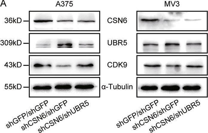 COPS6 Antibody (OTI4E7)