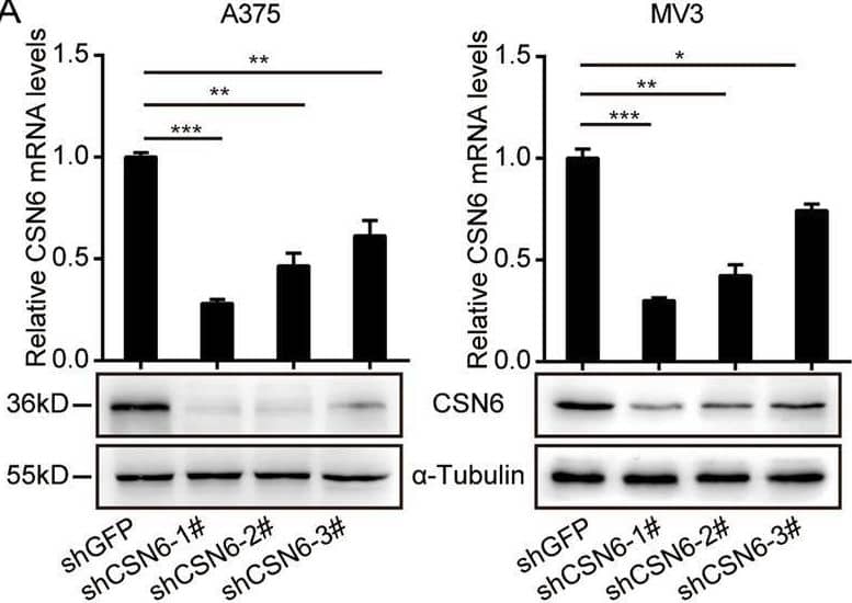 COPS6 Antibody (OTI4E7)