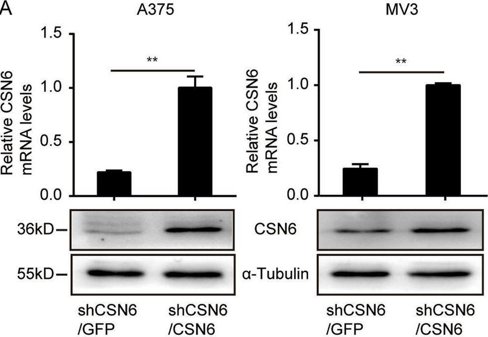 COPS6 Antibody (OTI4E7)