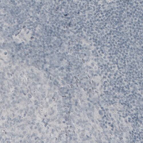 MBP Antibody (CL2819) - BSA Free Immunohistochemistry-Paraffin: MBP Antibody (CL2819) [NBP2-46630]