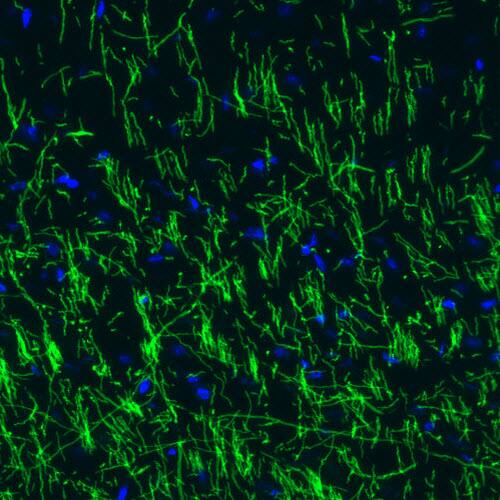 MBP Antibody (CL2819) - BSA Free Immunohistochemistry-Paraffin: MBP Antibody (CL2819) [NBP2-46630]