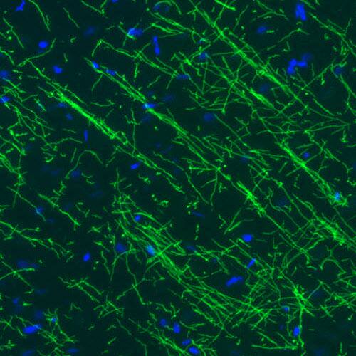 MBP Antibody (CL2819) - BSA Free Immunohistochemistry-Paraffin: MBP Antibody (CL2819) [NBP2-46630]