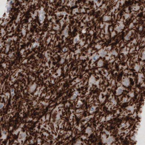 MBP Antibody (CL2819) - BSA Free Immunohistochemistry-Paraffin: MBP Antibody (CL2819) [NBP2-46630]