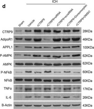 CTRP9/C1qTNF9 Antibody