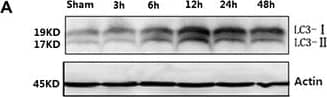 LC3B Antibody (1251A) - BSA Free