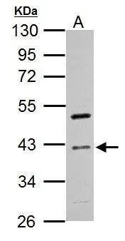 Cyclin I Antibody - BSA Free