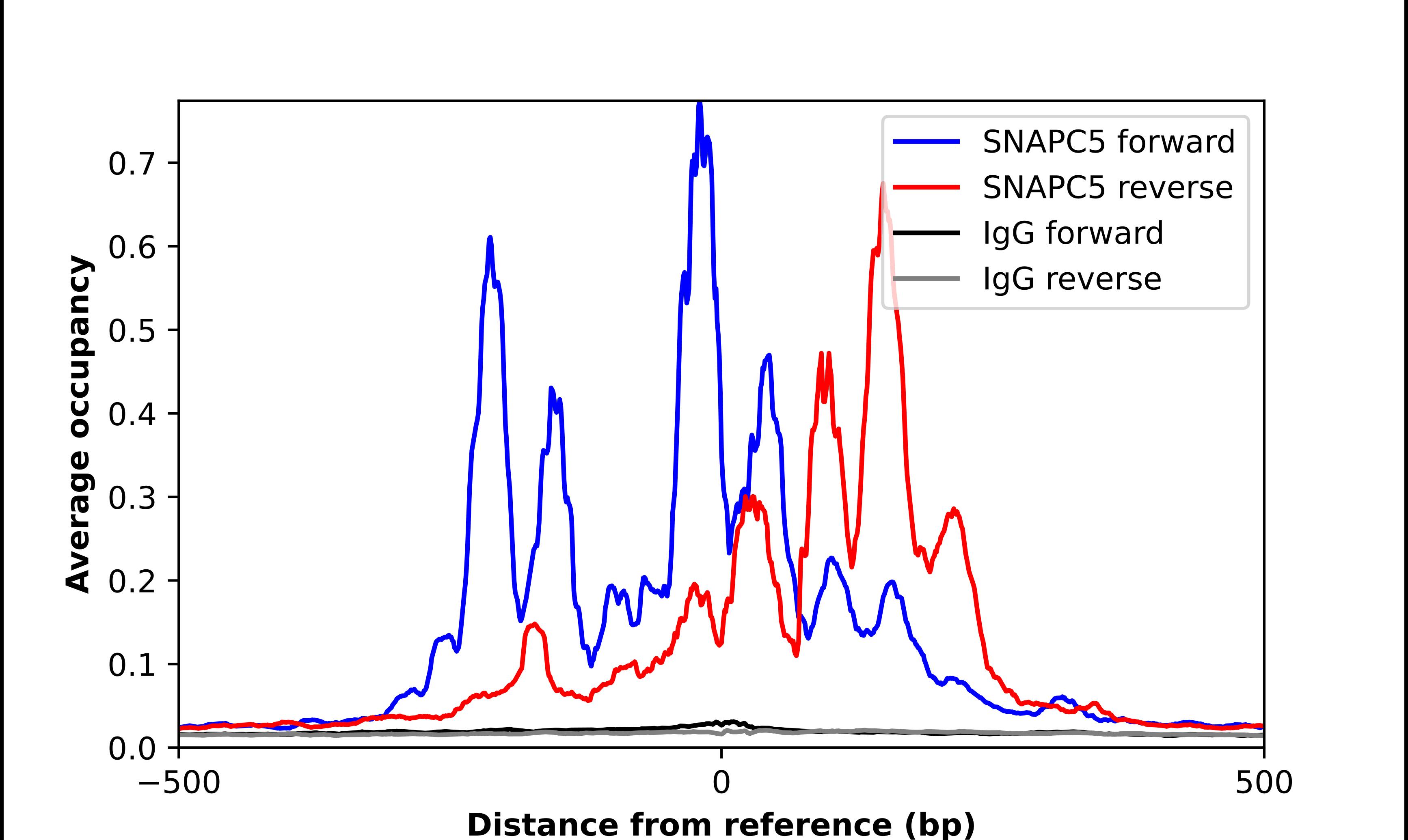 SNAPC5 Antibody - BSA Free Chromatin Immunoprecipitation ChIP: SNAPC5 Antibody - BSA Free