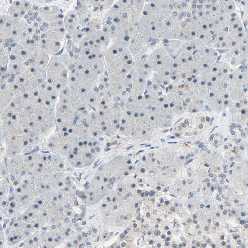 SCAP2 Antibody