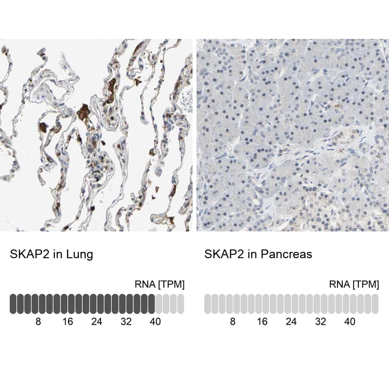 SCAP2 Antibody