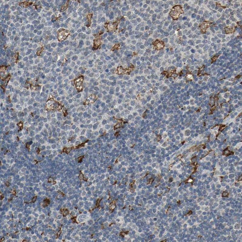 SCAP2 Antibody