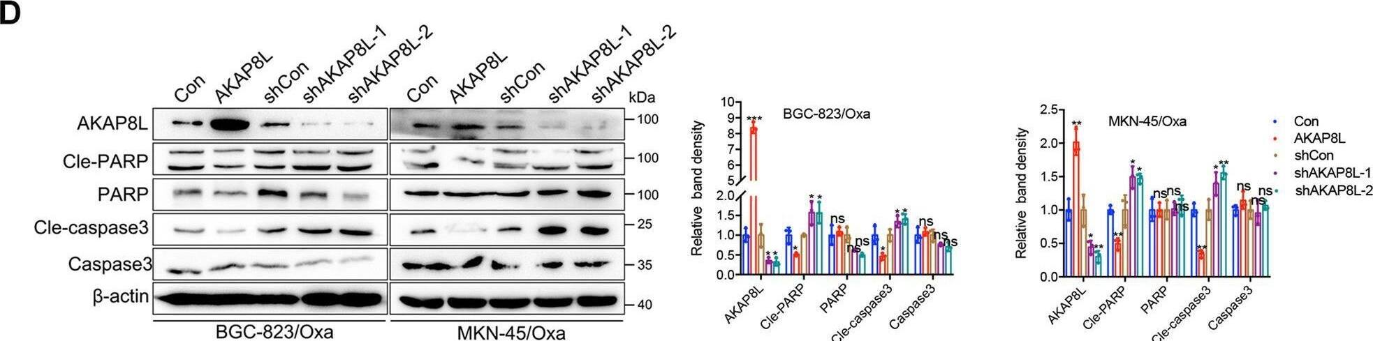HA95/AKAP8L Antibody - BSA Free