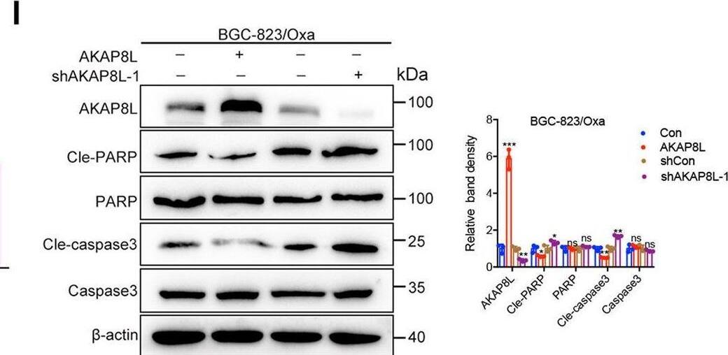 HA95/AKAP8L Antibody - BSA Free