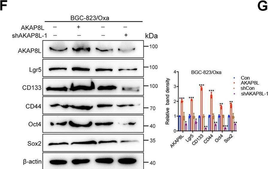 HA95/AKAP8L Antibody - BSA Free
