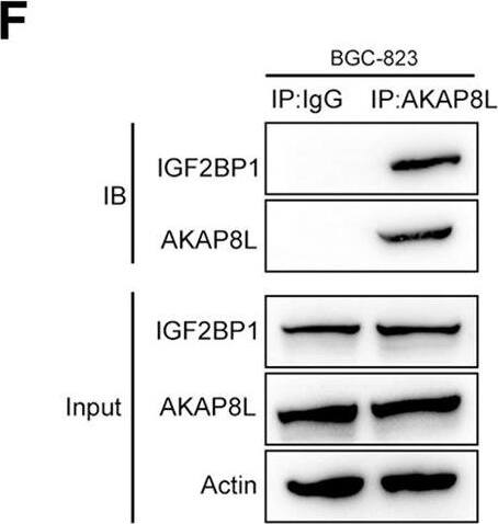 HA95/AKAP8L Antibody - BSA Free