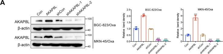 HA95/AKAP8L Antibody - BSA Free