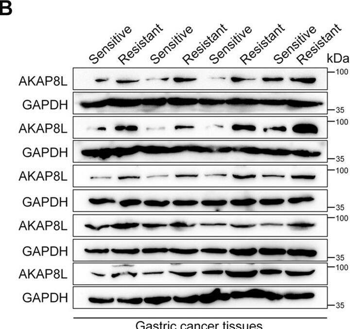 HA95/AKAP8L Antibody - BSA Free