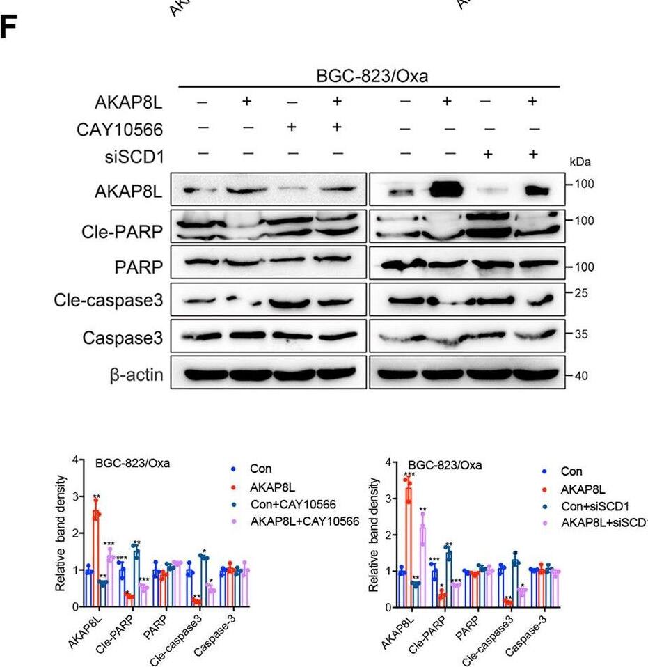 HA95/AKAP8L Antibody - BSA Free