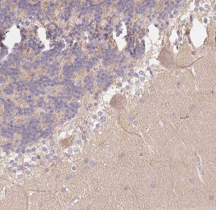 delta 2 Catenin Antibody - BSA Free