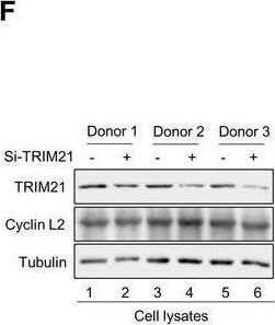 Cyclin L2 Antibody - BSA Free