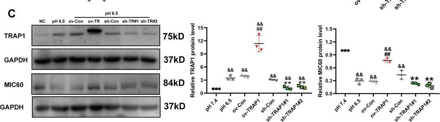 TRAP1 Antibody - BSA Free