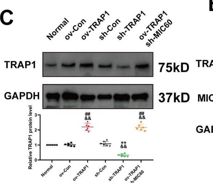 TRAP1 Antibody - BSA Free
