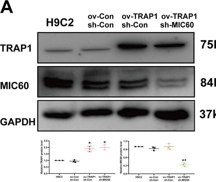 TRAP1 Antibody - BSA Free