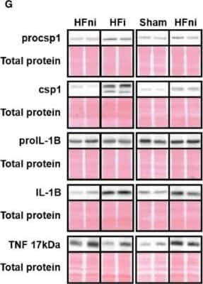 TNF-alpha Antibody (J2D10) - Azide and BSA Free Western Blot: TNF-alpha Antibody (J2D10) - Azide and BSA Free [NBP2-47677] -