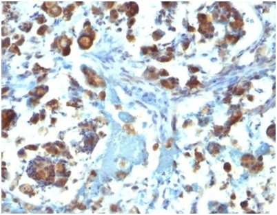 MUC3 Antibody (M3.1) - Azide and BSA Free