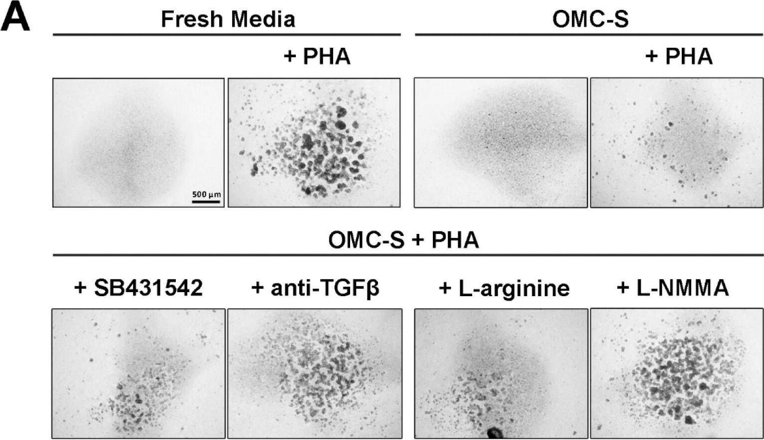 TGF-beta Antibody (1D11.16.8) - Azide and BSA Free