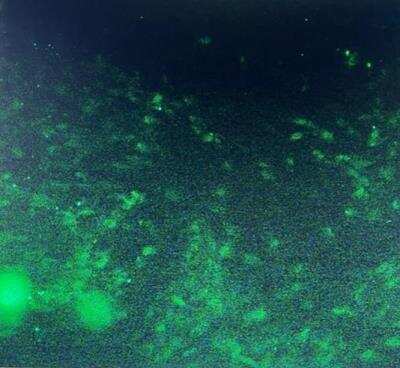 CD90/Thy1 Antibody (AF-9) - Azide and BSA Free Immunocytochemistry/ Immunofluorescence: CD90/Thy1 Antibody (AF-9) - Azide and BSA Free [NBP2-47755] -