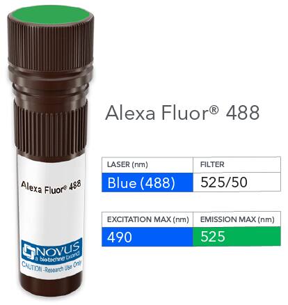 Neprilysin/CD10 Antibody (CB-CALLA) [Alexa Fluor® 488]