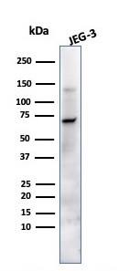 Alkaline Phosphatase/ALPP Antibody (ALP/870) - Azide and BSA Free Western Blot: Alkaline Phosphatase/ALPP Antibody (ALP/870) - Azide and BSA Free [NBP2-47988] -