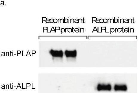Alkaline Phosphatase/ALPP Antibody (PL8-F6) - Azide and BSA Free