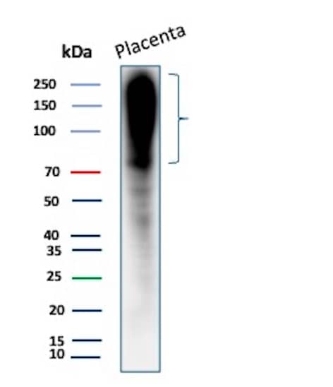 Fibronectin Antibody (568) - Azide and BSA Free Western Blot: Fibronectin Antibody (568) - Azide and BSA Free [NBP2-48018] -