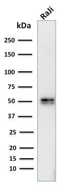 CD79A Antibody (IGA/764) - IHC-Prediluted Western Blot: CD79A Antibody (IGA/764) - IHC-Prediluted [NBP2-48029] -