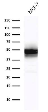 Cytokeratin 18 Antibody (DE-K18) - IHC-Prediluted Western Blot: Cytokeratin 18 Antibody (DE-K18) - IHC-Prediluted [NBP2-48055] -