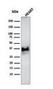 H1F0 Antibody (SPM256) - IHC-Prediluted Western Blot: H1F0 Antibody (SPM256) - IHC-Prediluted [NBP2-48058] -
