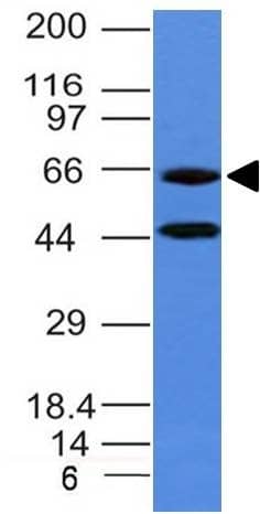 Chromogranin A Antibody (CHGA/777) - IHC-Prediluted Western Blot: Chromogranin A Antibody (CHGA/777) - IHC-Prediluted [NBP2-48071] -