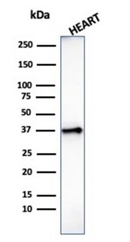 H1F0 Antibody (AE-4) - IHC-Prediluted Western Blot: H1F0 Antibody (AE-4) - IHC-Prediluted [NBP2-48077] -