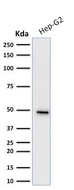 Cytokeratin 19 Antibody (KRT19/799) - IHC-Prediluted Western Blot: Cytokeratin 19 Antibody (KRT19/799) - IHC-Prediluted [NBP2-48086] -